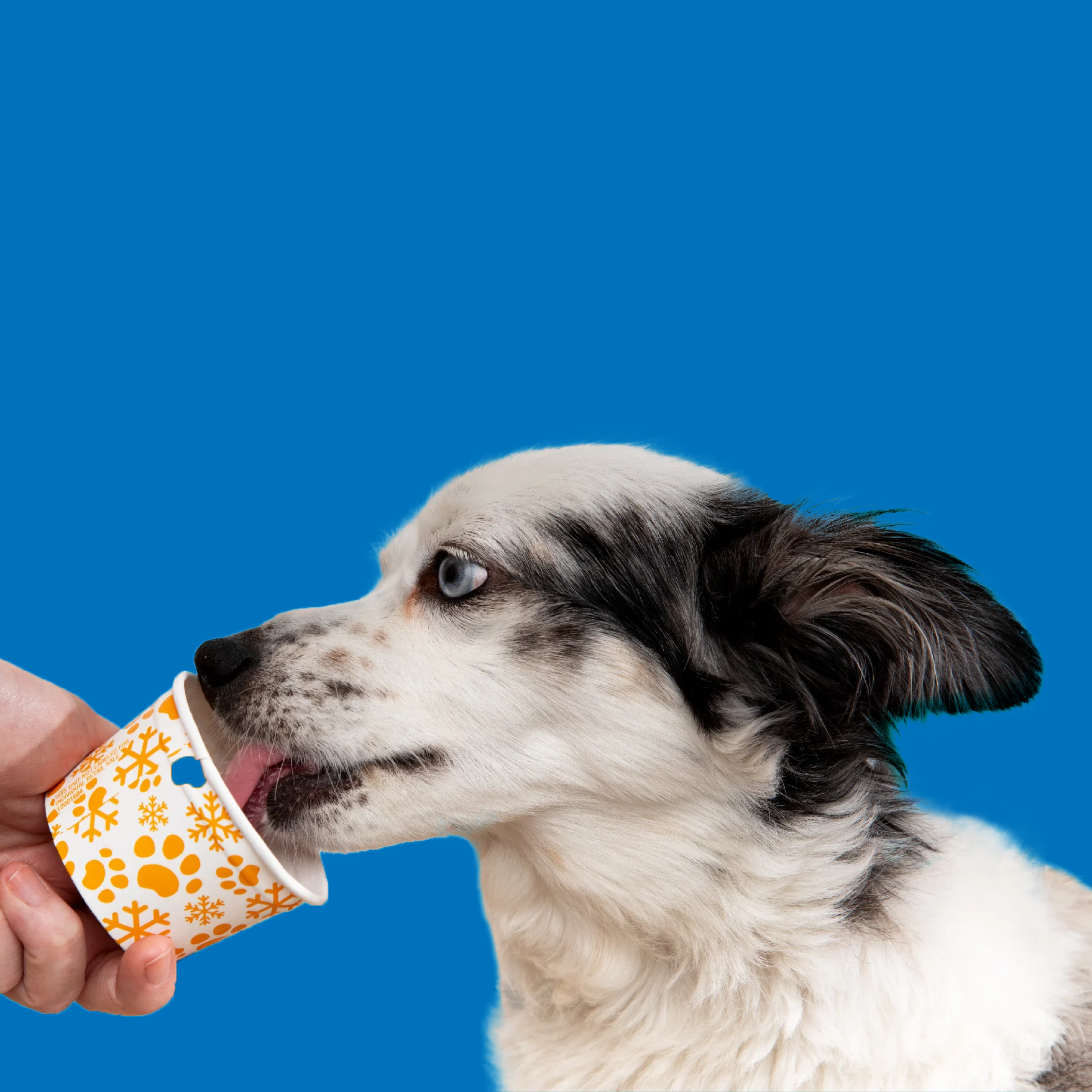 dog-eating-treat